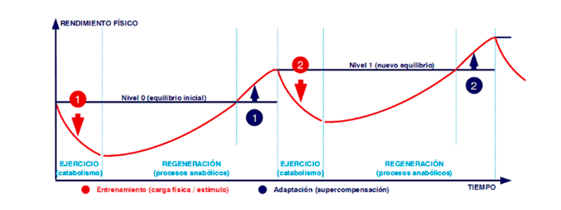 Principio super compensación deportista - Nutrición y Deporte - Entrada blog Apeced