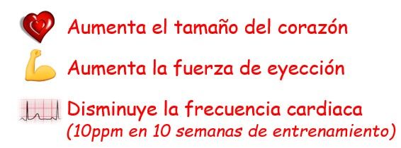 salud cardiovascular noticia apeced