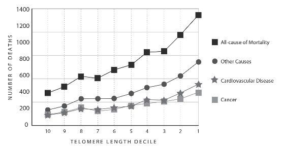 Longitud Telómeros y Enfermedad